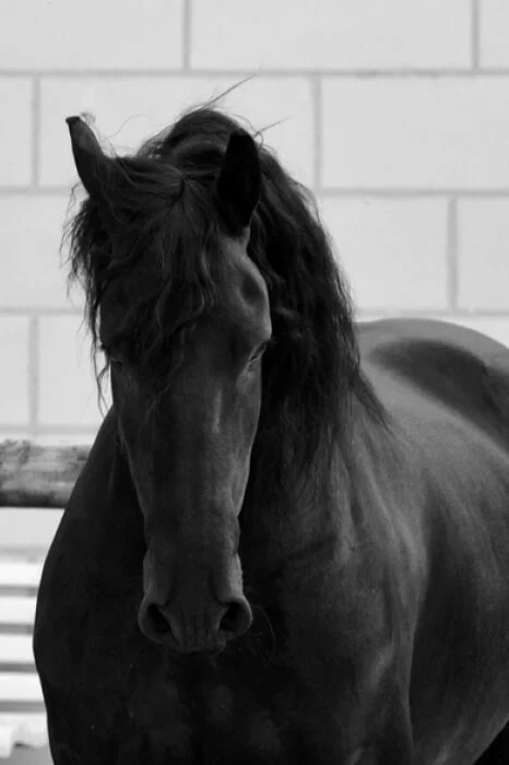 Les Frisons du Manoir élevage familial de frisons haut de gamme dans le Calvados en Normandie