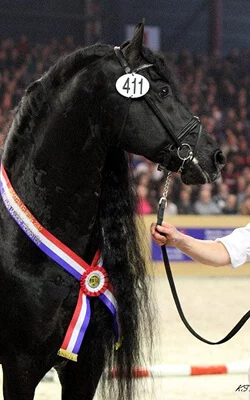 Les étalons frison hollandais