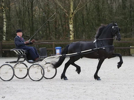 Markus 491est un étalon Frison reconnu pour ses qualités et ses capacités physiques notamment en attelage