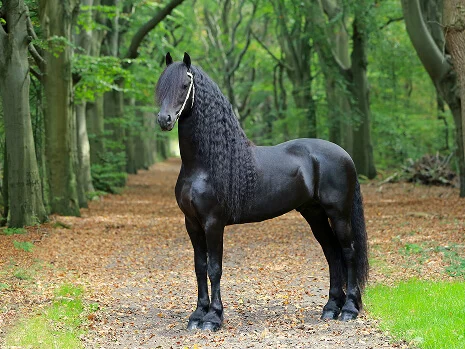 Markus 491 un étalon Frison magnifique pour nos poulains Frisons