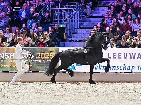 Markus 491est un étalon Frison agréé par le studbook aux allures remarquables