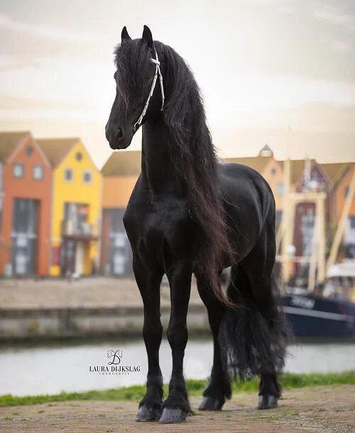 Markus 491est un étalon Frison inscrit au studbook hollandais