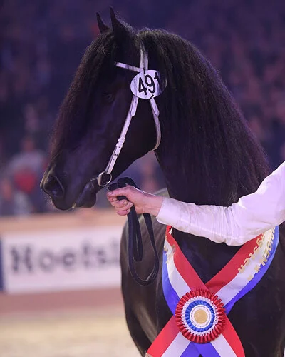 Markus 491 etalon frison père des poulains Frisons du Manoir