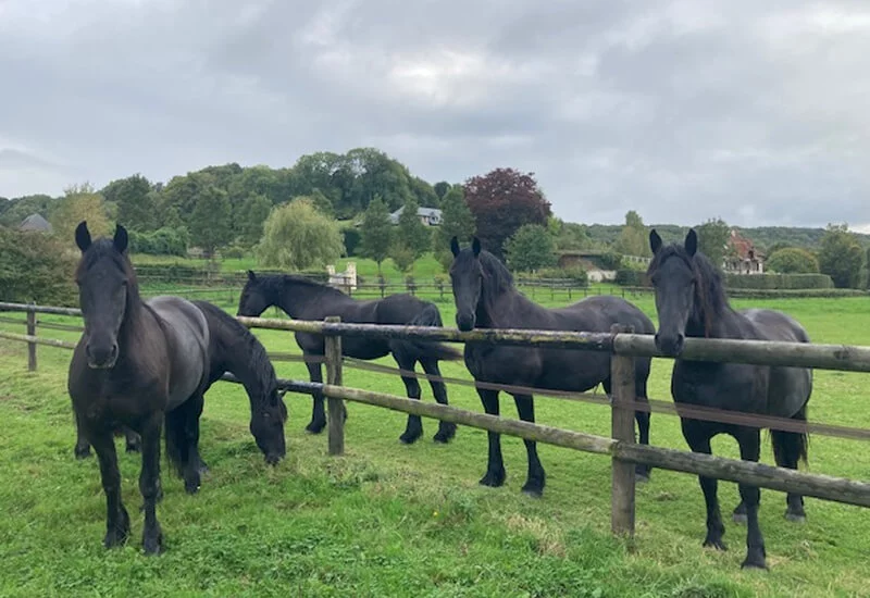 Nos chevaux frison vivent essentiellement dehors dans de grandes prairies