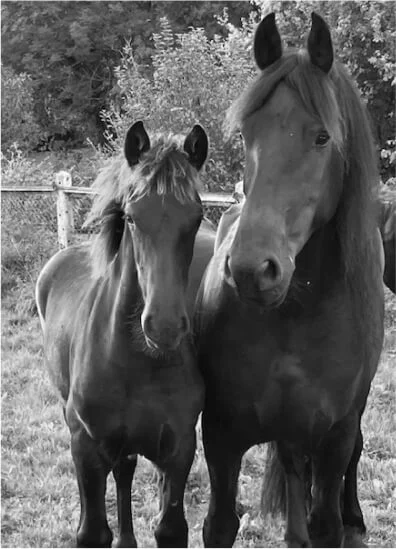 Nos frisons dans leur nouvelle famille