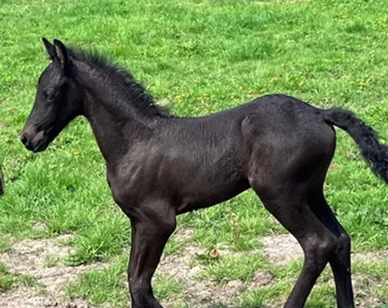Nos poulains frisons élevés en troupeau