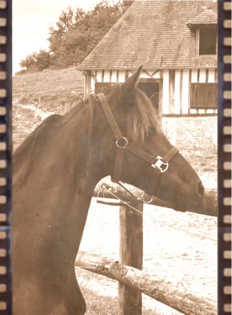 Nous élevons des poulains frisons en Normandie terre d'élevage depuis 1996