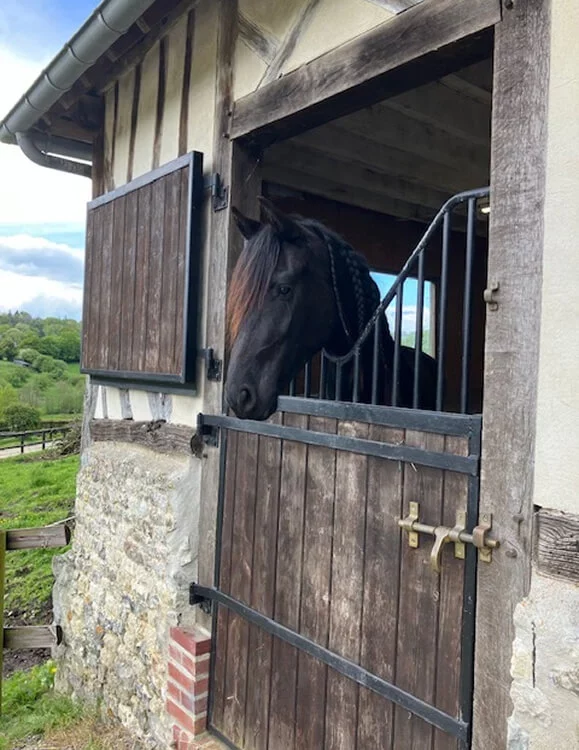 Nous élevons en moyenne 5 poulains par an en famille dans notre élevage en Normandie