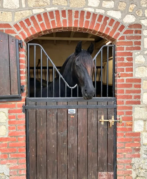 Roxanne du Manoir une poulinière Frison douce et exemplaire pour nos poulains Frisons