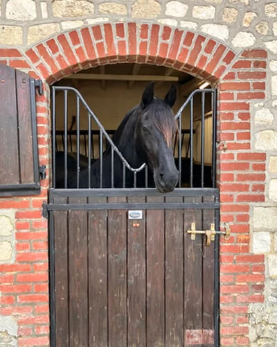 la belle Roxanne du Manoir notre poulinière Frison au tempérament calme pour des poulains biens dans leur tête