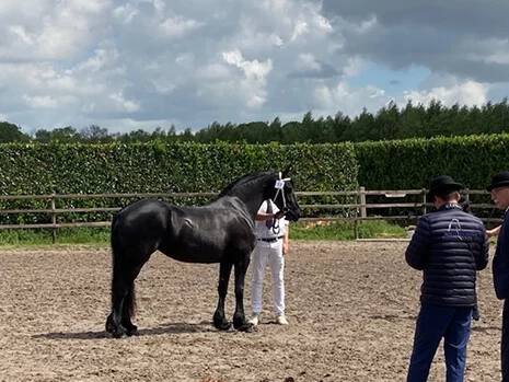Roxanne du Manoir pouliniere frison aux championnats de France