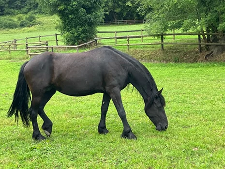 Roxanne du Manoir pouliniere frison de notre élevage de Frison dans le Calvados