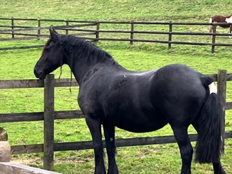 Roxanne du Manoir pouliniere frison de notre élevage de Frisonau coeur du Pays d'Auge a côté de Lisieux
