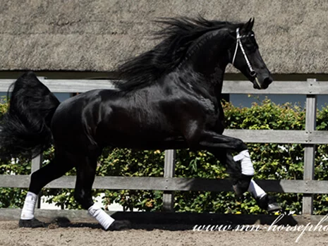 Stendert 447 est un étalon frison inscrit au studbook du Frison hollandais