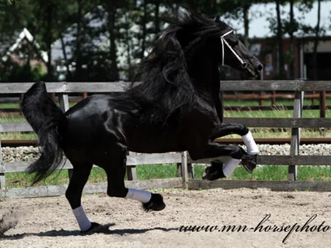 Stendert 447 un étalon Frison d'exception