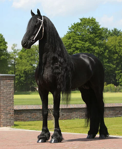 le sublime étalon Frison Stendert 447 pour nos poulains Frisons