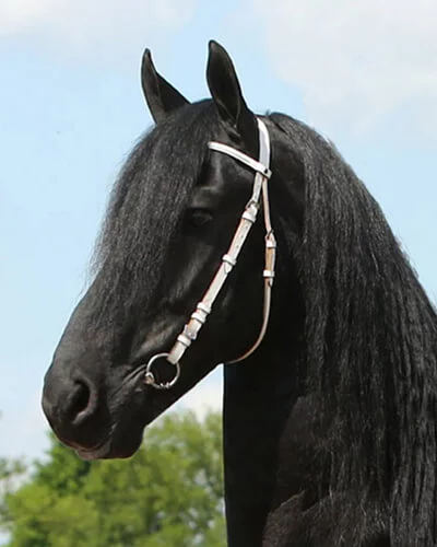 Stendert 447 etalon frison père des poulains Frisons du Manoir