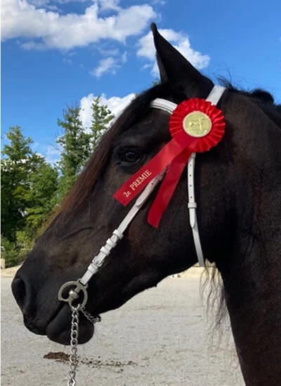 des frisons primés aux championnats de France
