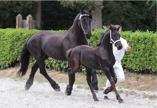 des lignées exceptionnelles pour nos juments frison au coeur de notre élevage normand