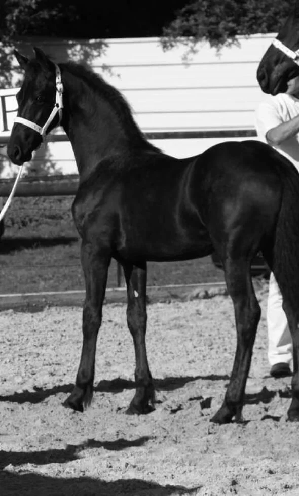 frison haut de gamme plein papier en France