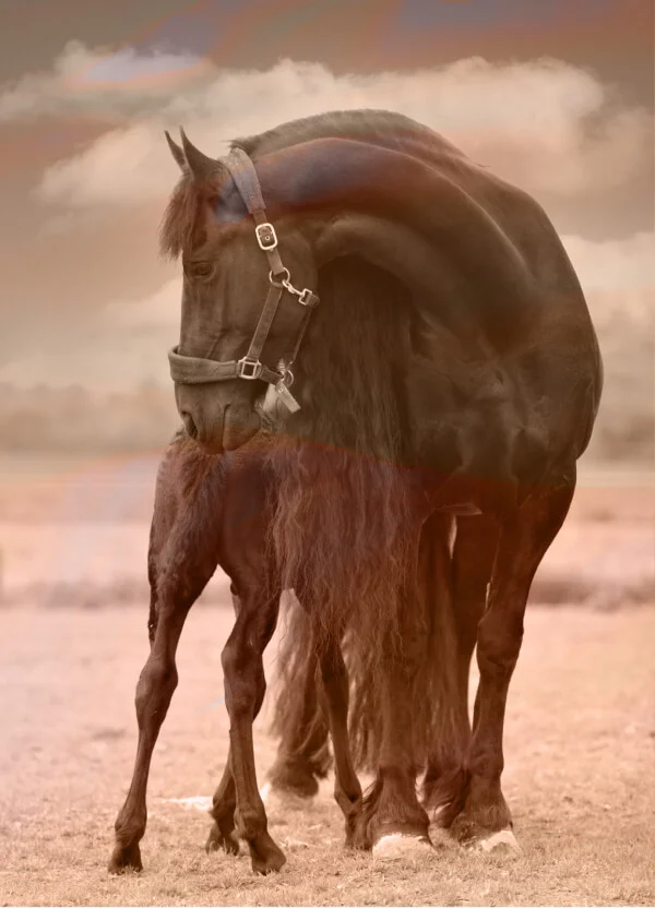 les aptitudes d'un poulain frison dépendent de la génétique et l'association de ses deux parents