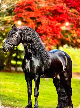 les étalons que nous choisissons pour améliorer les qualités et le comportement de nos poulains frisons