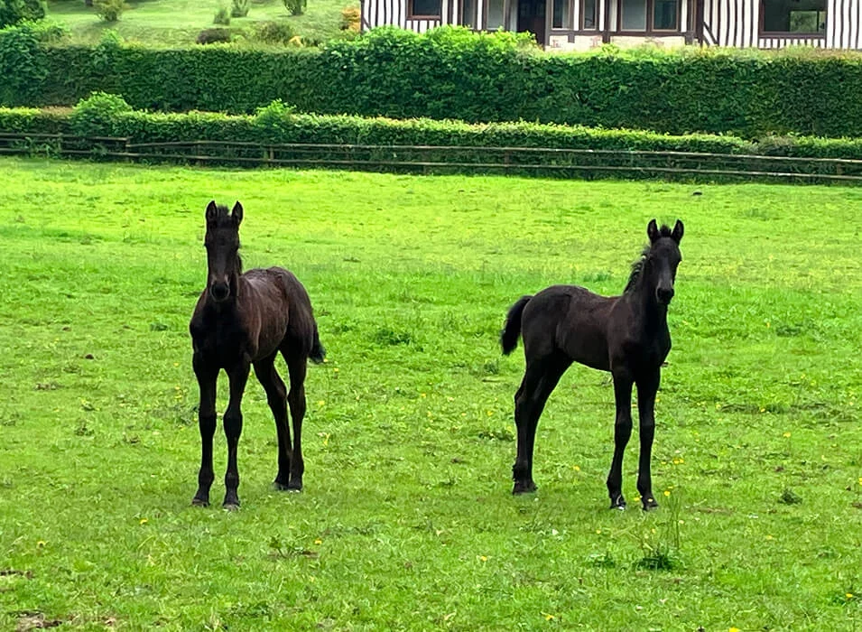 les futurs poulains frisons a vendre