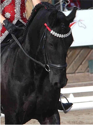 les mariages entre les étalons et les poulinières pour nos poulains frisons