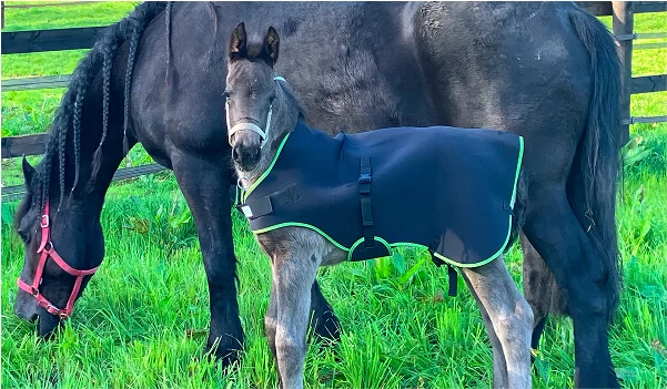 notre élevage familial de frisons au coeur du pays d'Auge terre d'élevage équin