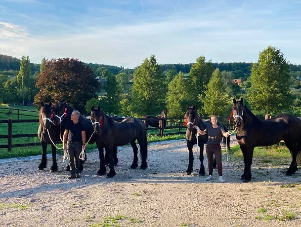 notre élevage familial - des frisons bien éduqués avec de belles origines