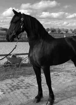 notre meilleur poulinière titrée Preferent la préférée des juges