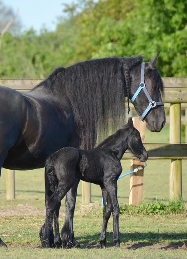 nous prenons le temps de choisir les meilleurs croisements pour nos poulains frisons