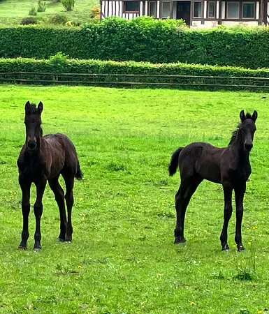 obtenir un lien puissant avec votre cheval frison