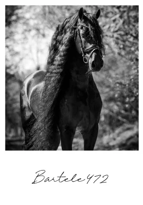 poulain-frison-2026-de-bartele472