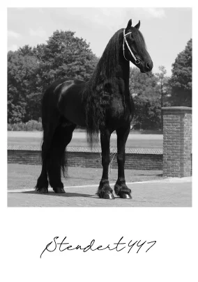 poulain-frison-2026-de-stendert447