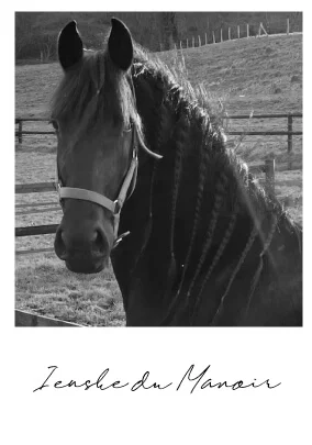 poulain-frison-2026-ienske-du-manoir
