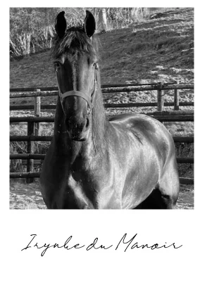 poulain-frison-2026-irynke-du-manoir