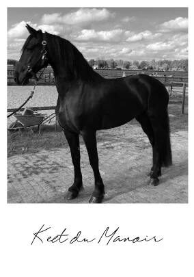 poulain-frison-2026-keet-du-manoir