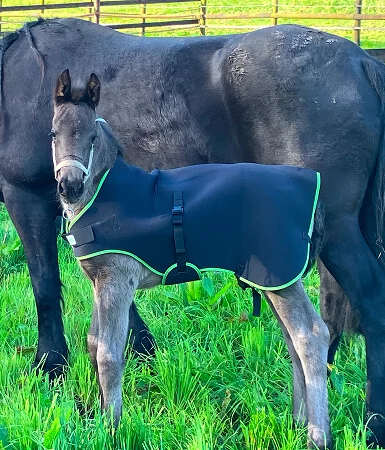 quelle activité faire avec un poulain frison