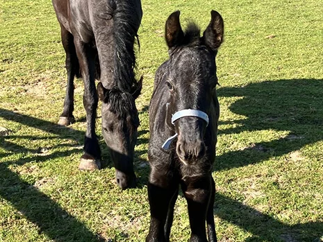 Diane du Manoir pouliche frison pleins papiers à vendre en Normandie