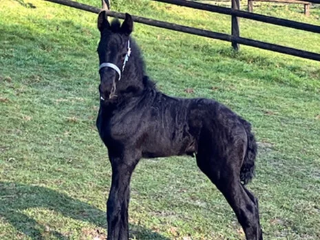 Diane du Manoir jolie pouliche frison pure race à vendre