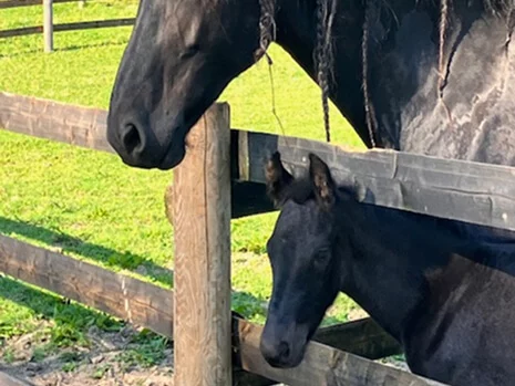 Fakir du Manoir poulain Frison doux et attachant aux superbes origines à vendre