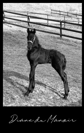 Diane du Manoir poulain frison plein papier à vendre en Normandie