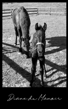 Diane du Manoir poulain frison plein papier à vendre