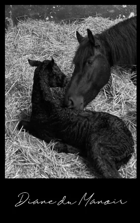 poulain frison à vendre Diane du Manoir 