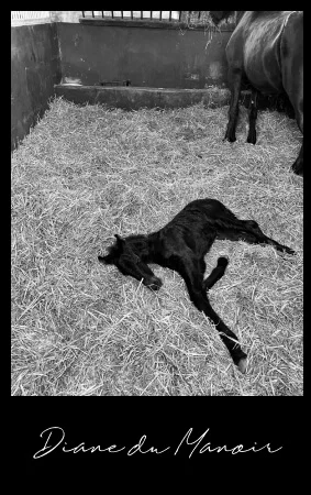 pouliche Frison aux belles origines à vendre Diane du Manoir 