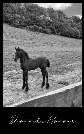 pouliche Frison à vendre Diane du Manoir 