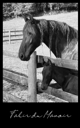 fakir du manoir poulain frison plein papier à vendre en Normandie