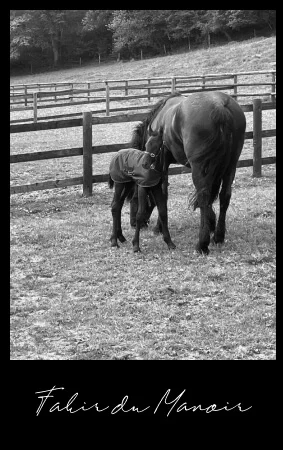 fakir du manoir poulain frison à vendre en Normandie