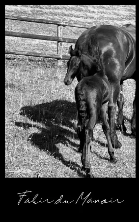 fakir du manoir poulain frison plein papier à vendre